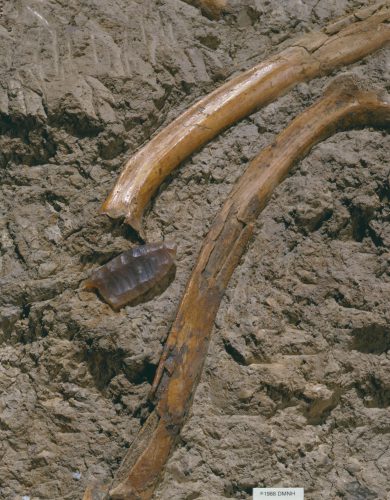 Folsom site - A Folsom spear point was discovered between the ribs of an extinct species of bison—but was it really proof that humans had killed the animal?