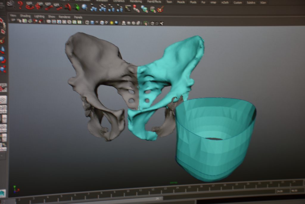 primate birth evolution - This digital model of a human pelvis and birth canal is one of many such models that Natalie Laudicina uses to study the evolution of birth among primates.