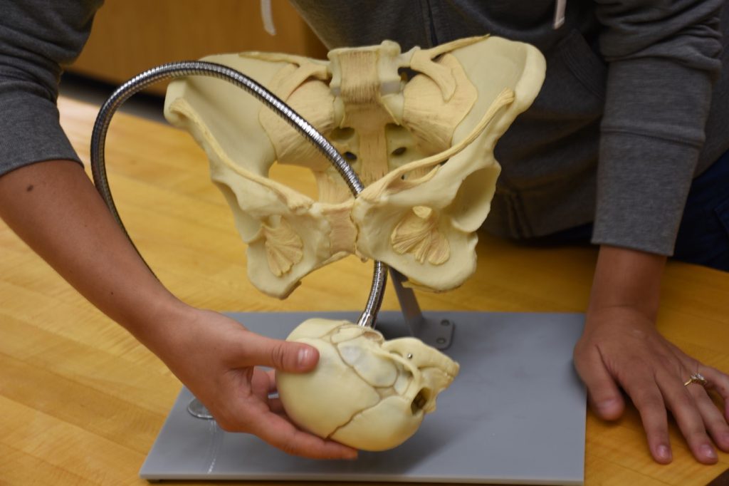 primate birth evolution - Natalie Laudicina demonstrates the twists and turns required for human babies to make it through the birth canal.