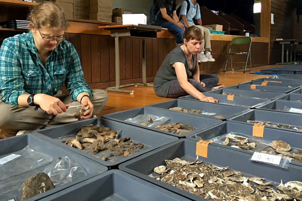 Cally Steussy and Meriah Dainard clean animal bones recovered at the Hamanaka II site with toothbrushes in a school gym.