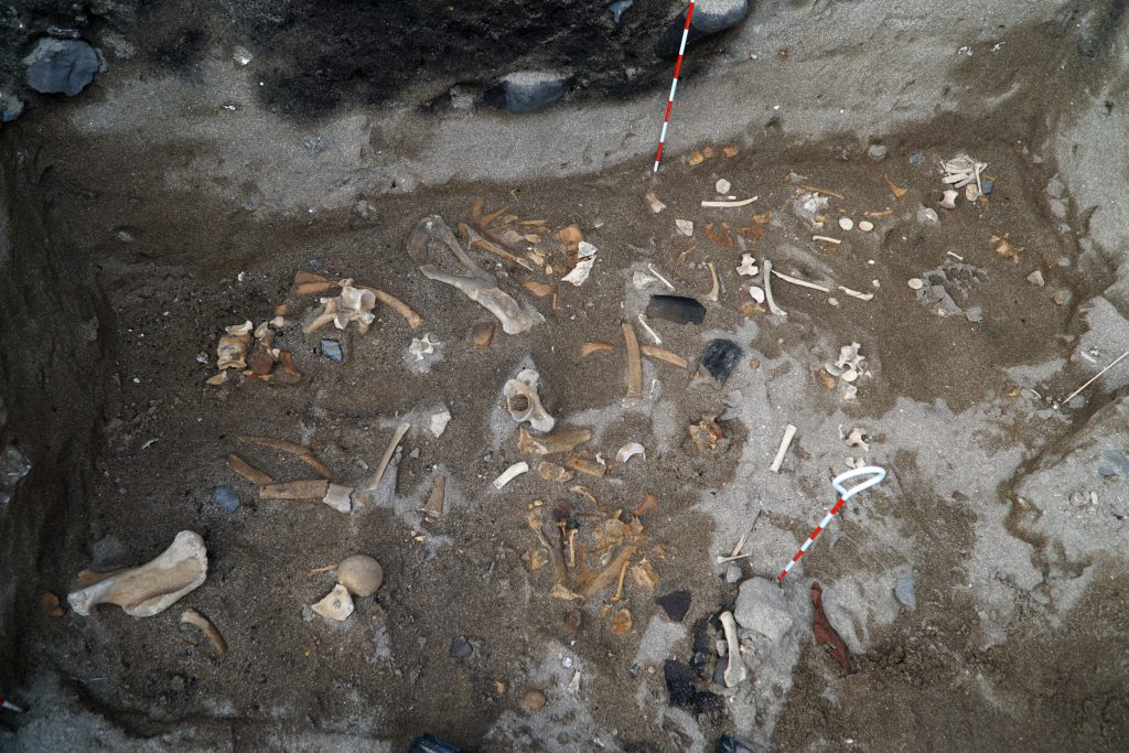 Hamanaka II on Rebun Island is full of animal remains—sea mammals, deer, dogs, and pigs—some dating back 3,000 years before present. Bones preserve well in the island’s sandy soil. Bone preservation in the acidic soils of neighboring Hokkaido, a large volcanic island, is rare.