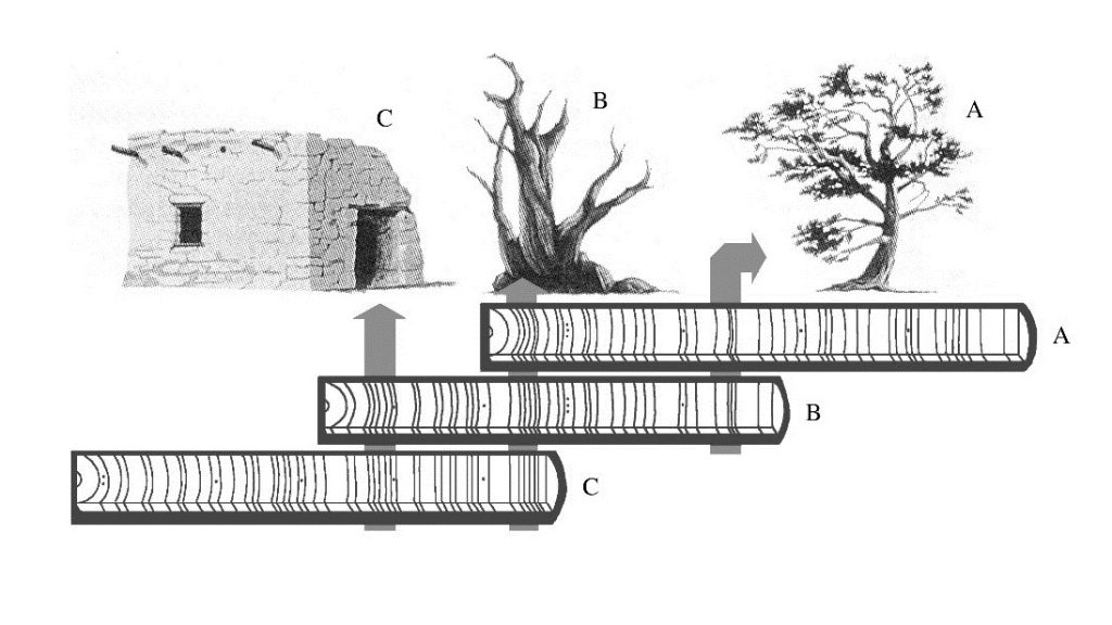 Dendrochronologists work backward in time, crossdating the ring patterns seen in living trees with those found in wood samples collected from historic and archaeological sites.