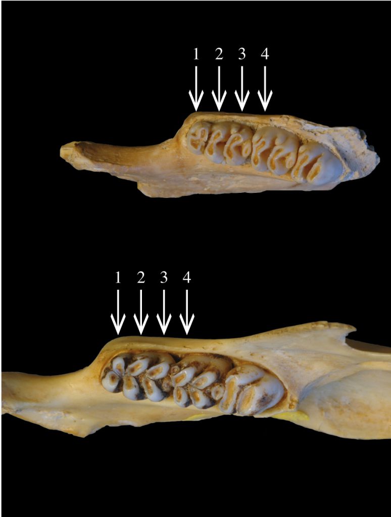 Homo floresiensis rat bones - Papagomys theodorverhoeveni (above) and Papagomys armandvillei (below) are type specimens of two rat species from Flores.