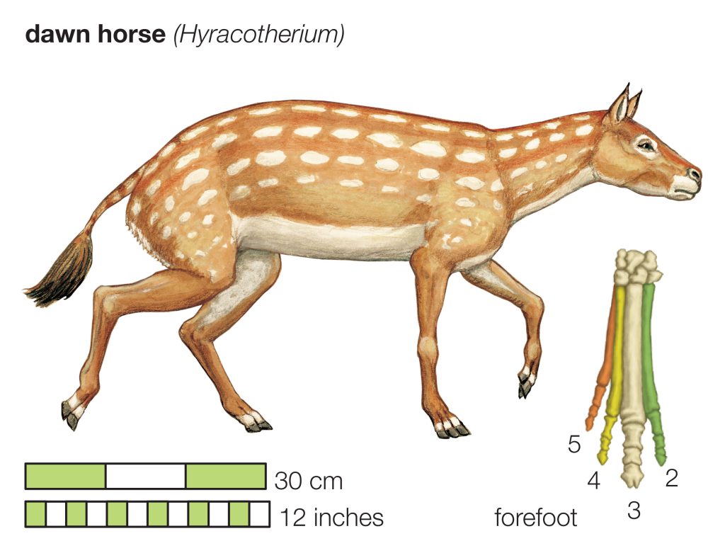 Over millions of years, the dawn horse evolved into the modern horse, losing its side toes as the central digit grew and became a single hoof.