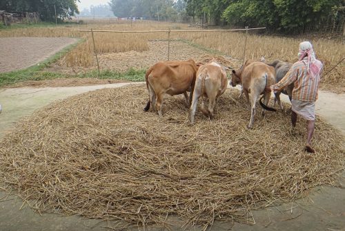 A farmer guides cows in circles over harvested rice straw, separating the grain from the stem. Rice is the staple diet of the Assamese, and the rhythms of people’s lives in rural areas are deeply tied to rice agriculture. Rice farming has shaped the landscape, diet, daily practices, and rituals of Assam. The state’s major celebration, Bihu, involves three annual festivals that align with the periods for sowing grain, crop protection, and harvesting.
