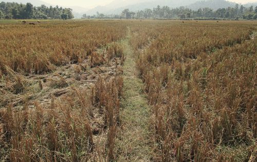 In the harvested fields of Hatibari village, traces of an elephant herd intersect with a path that divides the rice paddies. As elephants seek out new sources of food, their lives—like those of the local residents—have become tied to seasonal patterns of ripening rice grain. People have been settled here since the 1950s and report that until 12 years ago, elephants were never seen near the village. Now, every year, herds numbering up to 60 individuals gather in the neighboring forests, waiting for nightfall and the opportunity to raid crops.