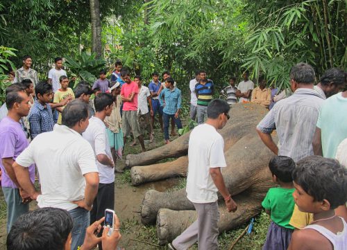 The morning after the young adult tusker was electrocuted in Hatibari, locals gathered to see the dead elephant. Many villagers arrived holding their camera phones to take photos of the spectacle. Some also came with their palms raised in prayer and in reverent sympathy for the elephant, a being who they believe shares its body and soul with lord Ganesh. This god is immanent in the world, simultaneously transcendent and embodied in his numerous earthly forms, such as the images and statues worshipped in temples—and the lives of wild and captive elephants.