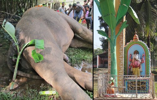A villager sacralized the dead elephant by placing a banana plant stem alongside his body; in Hindu traditions, the plant is strongly associated with Ganesh. In Assam, banana plants are used as a gateway for celebrations and auspicious events, and to frame sacred spaces or objects. Ganesh is the lord of obstacles: His blessing creates beneficial conditions in a person’s daily life. An image of Ganesh is always situated at entrances to temples, and he must be worshipped before all ventures.