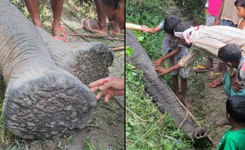 Touch is an important part of Hindu worship. It transfers divine power between god and human, and communicates the lower status of the devotee. With the dead elephant, some human contact also turned into a curious exploration of the grooves of his toenails and the wrinkly texture of his skin. The shift between sacred and profane touch is fluid and noncontradictory for the Assamese—elephants are simultaneously god and animal.