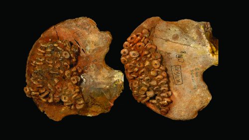 Paleolithic burial - Ivory beads and ochre—affixed to the pelvic bones of a child—likely decorated the burial clothing of this 10-year-old interred at Sunghir some 34,000 years ago.