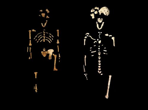 hominin burial - The skeleton on the left is “Lucy,” an Australopithecus afarensis that is 3.2 million years old. The one on the right is a Homo naledi called “Neo,” which is roughly 250,000 years old. 