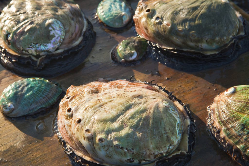 Abalone, which were once abundant in the coastal waters of California, are now primarily cultivated on farms.