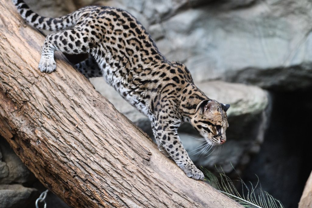 Border walls have interrupted the critical migratory patterns of wild animals such as the ocelot (shown here), bobcat, and jaguar.