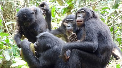 Bonobos congregate around a male bonobo holding an African breadfruit to get a share of the meal.
