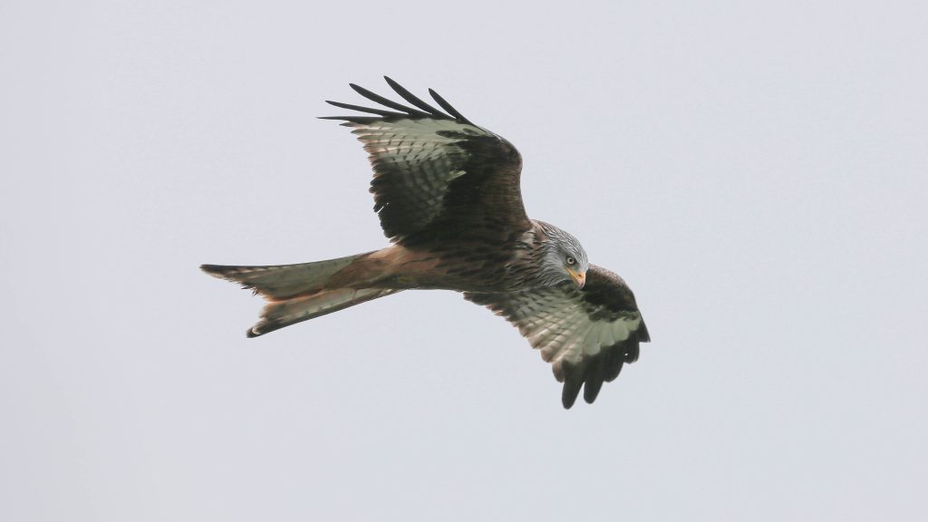 Traditional Ecological Knowledge - A team of researchers in northern Australia have documented kites and falcons, “firehawks,” intentionally carrying burning sticks to spread fire: It is just one example of western science catching up to Indigenous Traditional Knowledge.