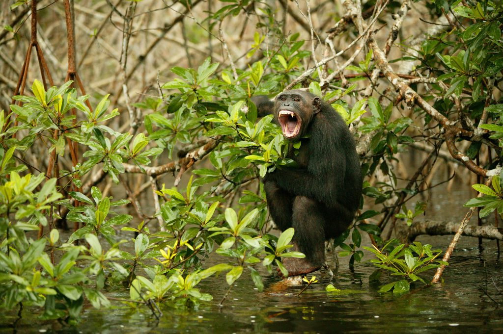 Bonobos meal sharing - Chimps are quite hostile against outsiders but not all of their behaviors are defensive.