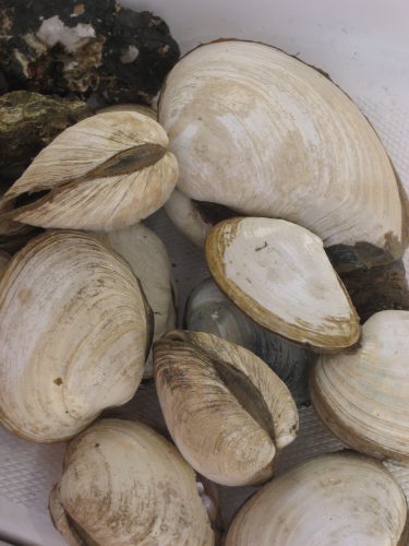 butter clams alaska - People in Alaska have been eating butter clams like these for millennia.