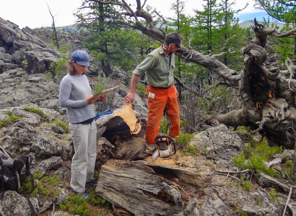 Dendrochronologists—or tree-ring researchers—gather wood samples from centuries-old trees on the north-central Mongolian steppe.