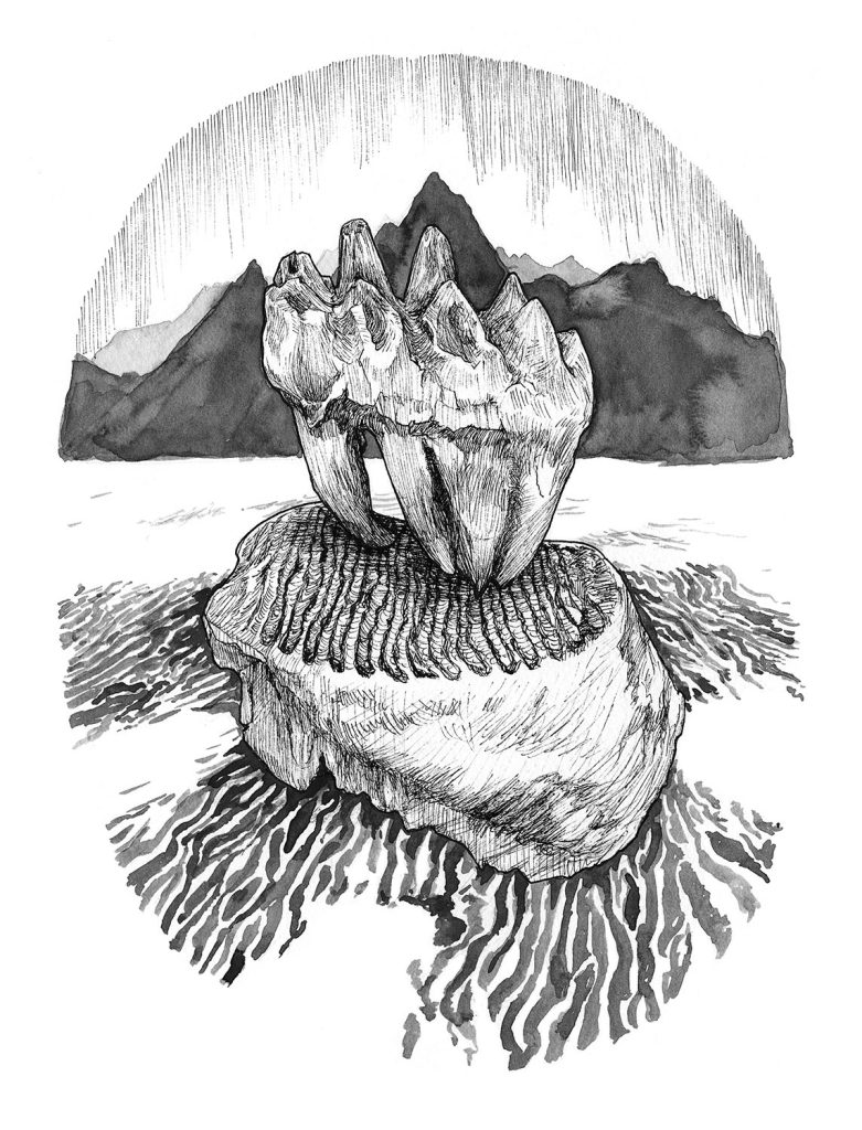 A mastodon molar (top) and a mammoth molar (bottom) show different dentition even though the animals lived in similar habitats; mammoths ate grass while mastodons ate twigs, leaves, and branches.