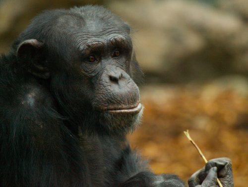Artificial intelligence culture - Individual chimpanzee communities are known to have unique behaviors shaped by social learning.