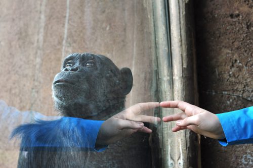 chimpanzees being human