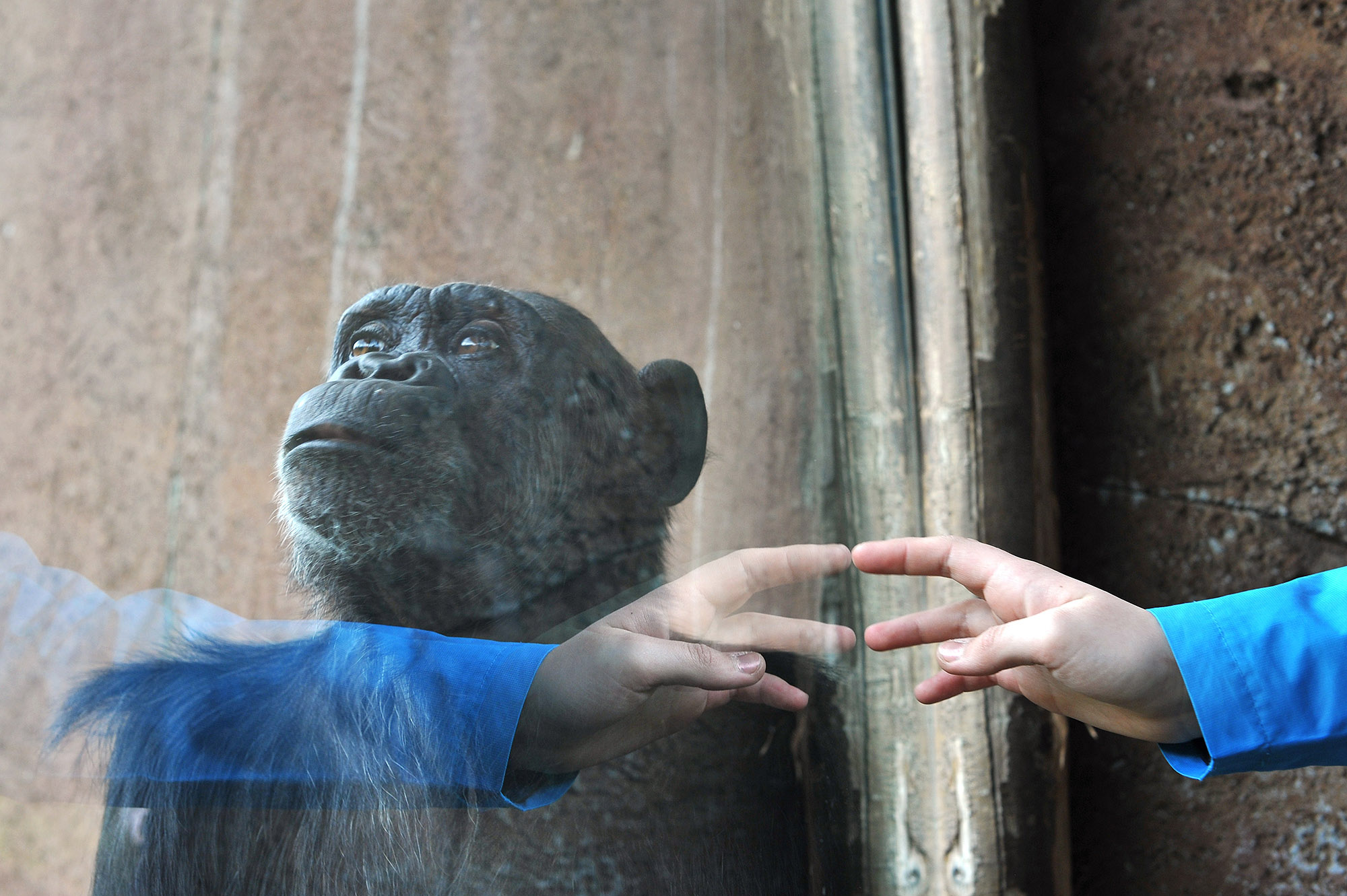 Шимпанзе конечности. Ладонь обезьяны. Рука шимпанзе. Обезьянка на руках.