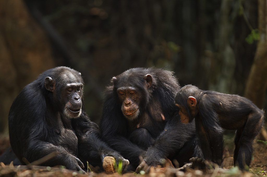 chimpanzees being human