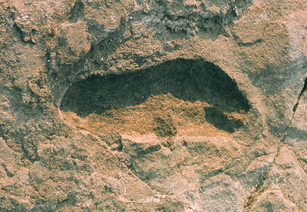 Ancient humans gathered on coasts around the world, and archaeologists are uncovering footprints on beaches from Canada to South Africa. The oldest human footprints, one of which is shown here, were found in Tanzania and date back over 3 million years.