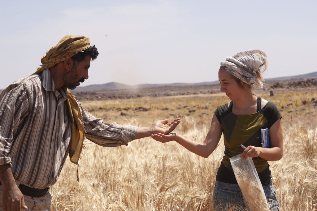 Archaeobotanist Amaia Arranz-Otaegui and Ali Muflih Shokaiteer (a local assistant on the research team in Jordan) collect modern plant samples in a wheat field close to the excavation site.