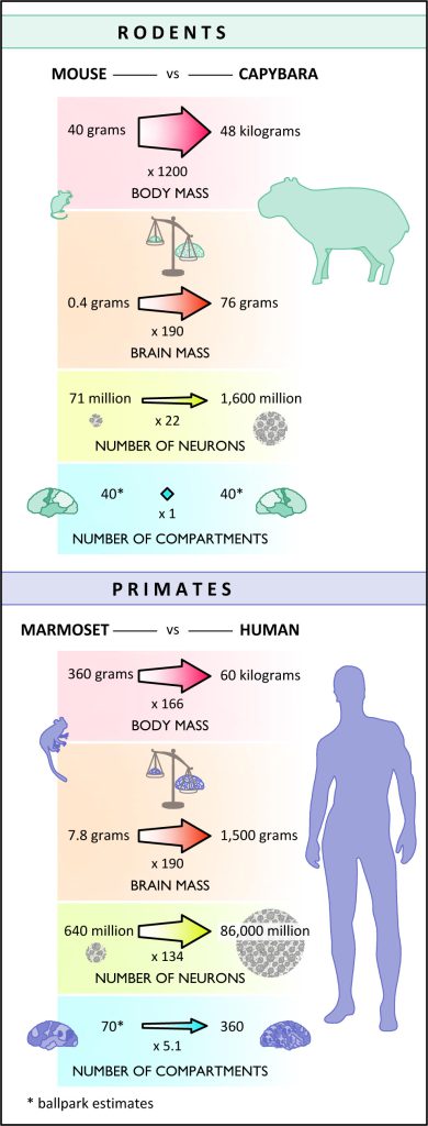 As brain size expanded over the course of primate evolution, the number of neurons in the primate brain increased quickly, leading to big improvements in cognition. In rodents, however, the expansion of brain size led to only small increases in the number of neurons, with little or no improvement in cognitive ability.
