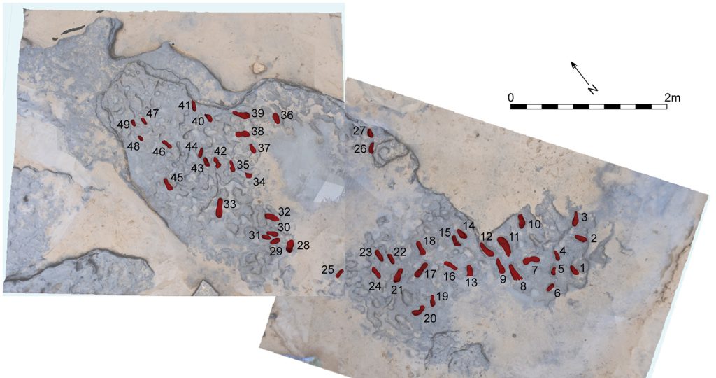 Photogrammetry of the Happisburgh footprints shows the group’s orientation and direction.