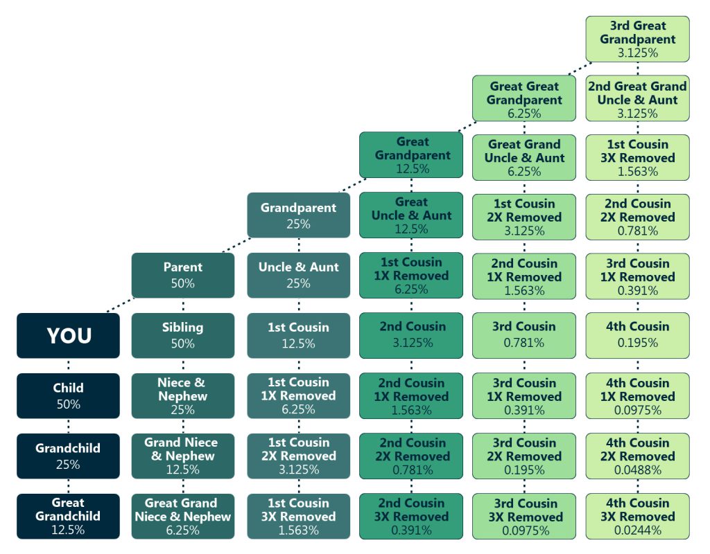 This chart shows what percentage of a person’s genetic makeup comes from a variety of biological relatives.