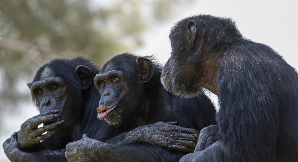 What's Really Keeping Monkeys From Speaking Their Minds? Their