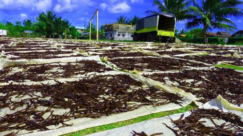 Madagascar Vanilla beans are dried in the sun as part of the curing process.