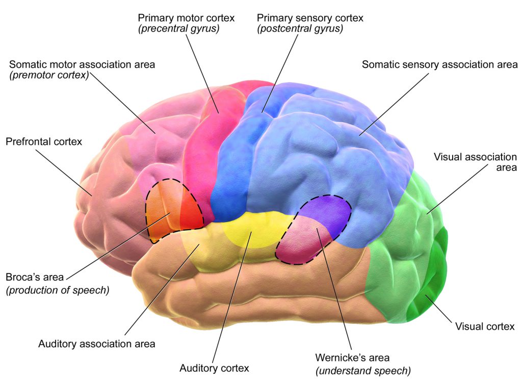 Primate speech - The brain, particularly the relative size of the cortical association areas, seems to determine the extent of primates’ vocal repertoire.