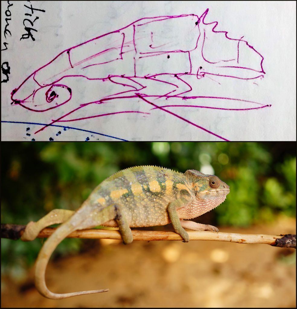These photos show a panther chameleon from northeastern Madagascar (bottom) and a drawing of a panther chameleon made by a resident of Madagascar in an attempt to illustrate how some farmers pasted their money to chameleons during the vanilla boom in 2000 (top).