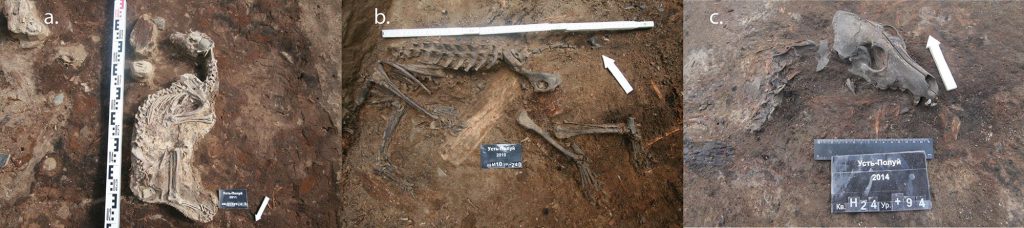 Articulated dog remains from Ust’-Polui: (a) whole dog burial, (b) dog burial with its skull, and (c) articulated dog skull and cervical vertebrae.