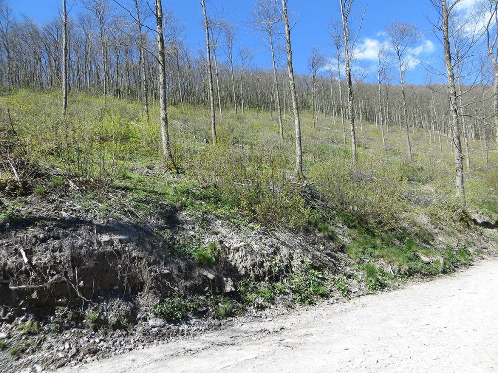 These chestnut trees in the Monti Pisani were cut back two years before this photo was taken. The practice of coppicing helps create shorter trees that are less likely to fall over in high winds.
