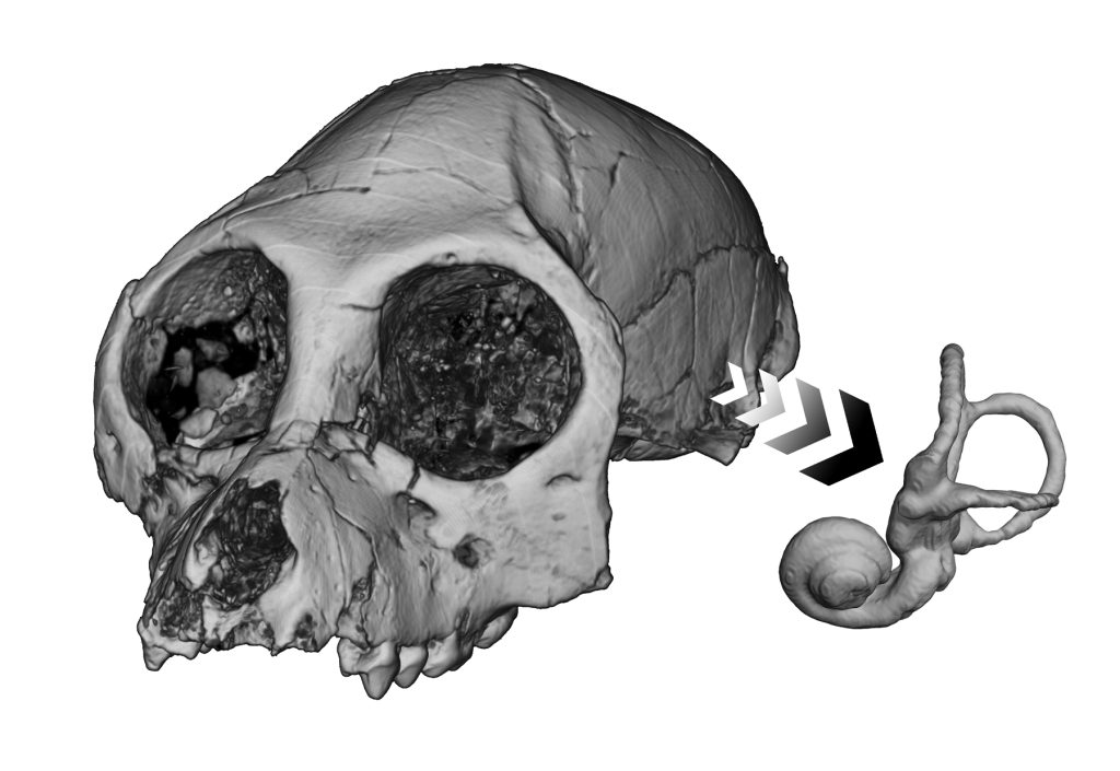 This reconstruction of the cranium of the fossil anthropoid primate Aegyptopithecus zeuxis shows what this species’ semicircular canal (inner ear) would have looked like. Unfortunately, scientists haven’t discovered many fossils that can inform them about the evolution of speech.