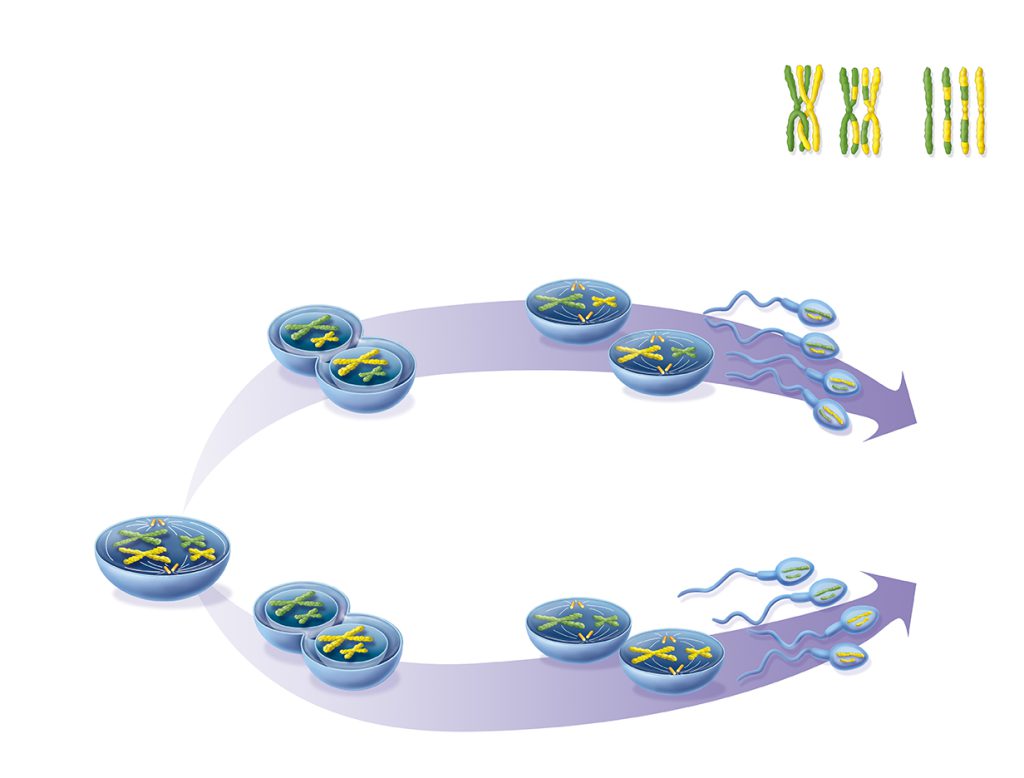 This Illustration shows the formation of sperm and their genetic diversity, due to interchromosomal genetic mixing during meiosis. At the top, it depicts the process of crossing over between two homologous chromosomes (interchromosomal genetic mixing), which increases the genetic diversity of the gametes.