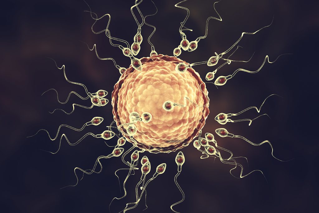 This computer illustration depicts a human ovum, or egg, surrounded by numerous spermatozoa.
