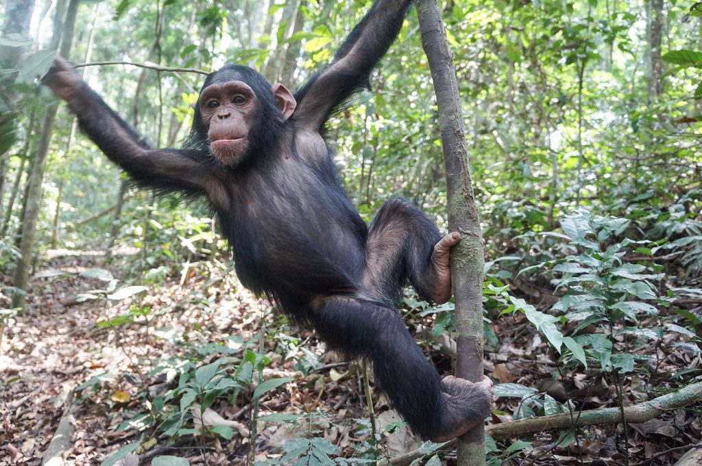 Gnala, at age 2, has a powerful grip that allows her to navigate vines—and hang from humans.
