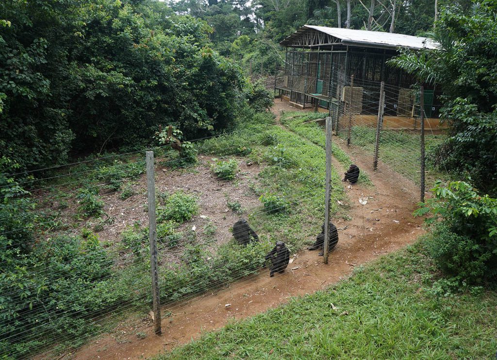 This adult chimpanzee group shares an enclosure at the Sanaga-Yong Chimpanzee Rescue that spans 20 acres.