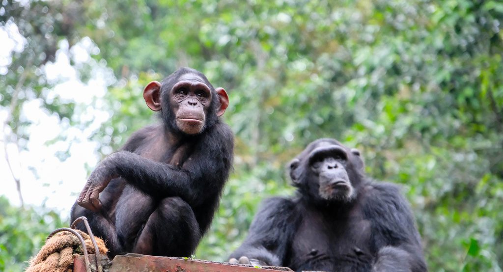 Gnala, age 4, sits on a high platform with Jantan, an adult female who is helping the younger chimps learn more about their species’ behaviors and norms.