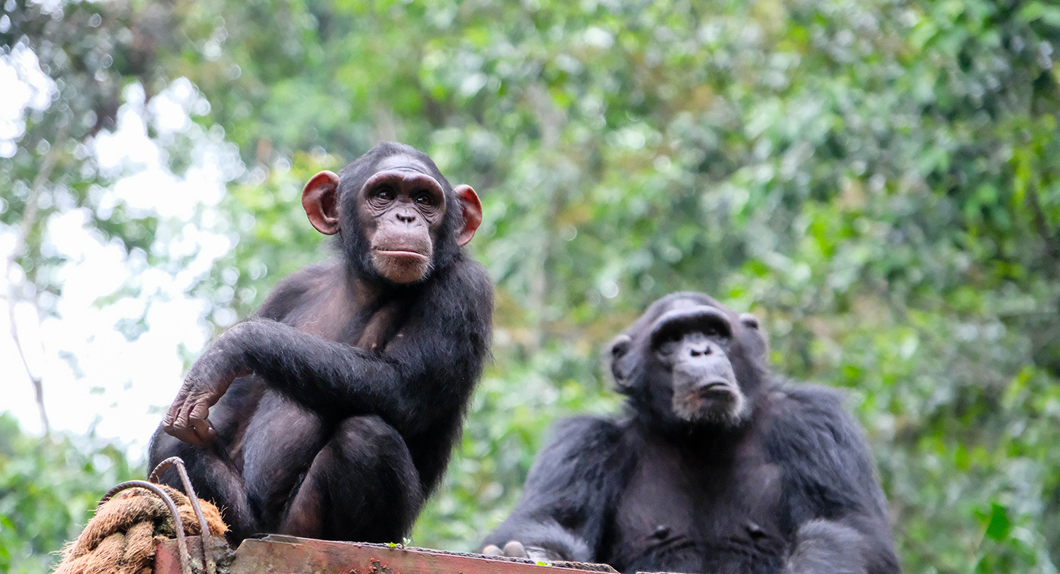 Карликовый шимпанзе 6. Шимпанзе бонобо. Наблюдения за шимпанзе. Шимпанзе ген.