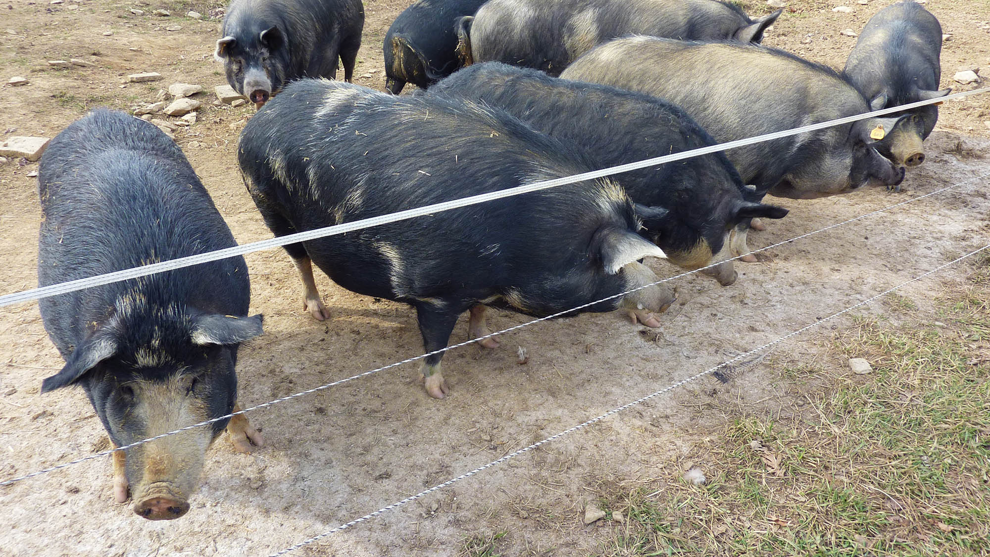 What is a Group of Pigs Called?: Unraveling the Pig Terminology
