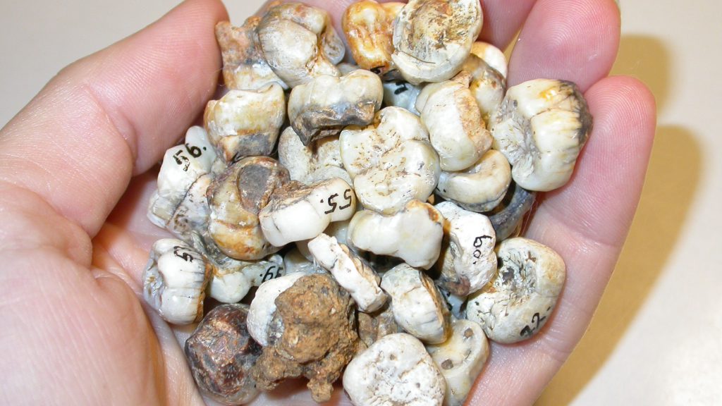 Fossilized tooth crowns hold lots of information about past climates and life events.