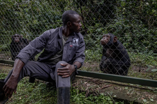 In a green, forested area, a person wearing a gray jumpsuit and black boots looks through a wire fence at two chimpanzees as one looks back at him.