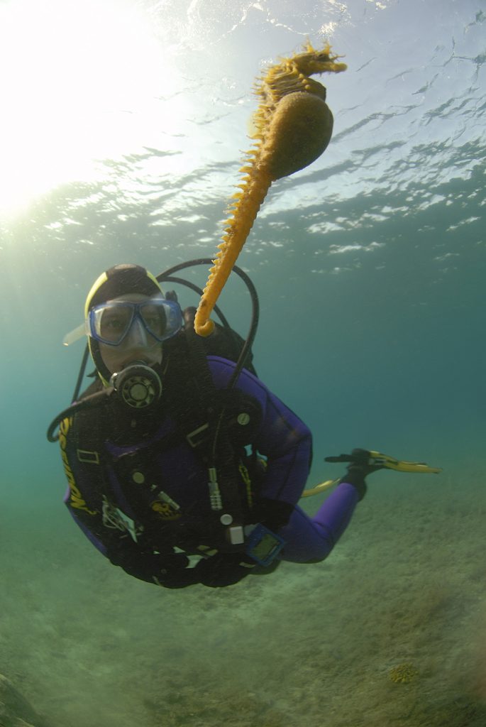 A diver swims near a pregnant male long-snouted seahorse in the Adriatic Sea, Pag Island, Croatia.