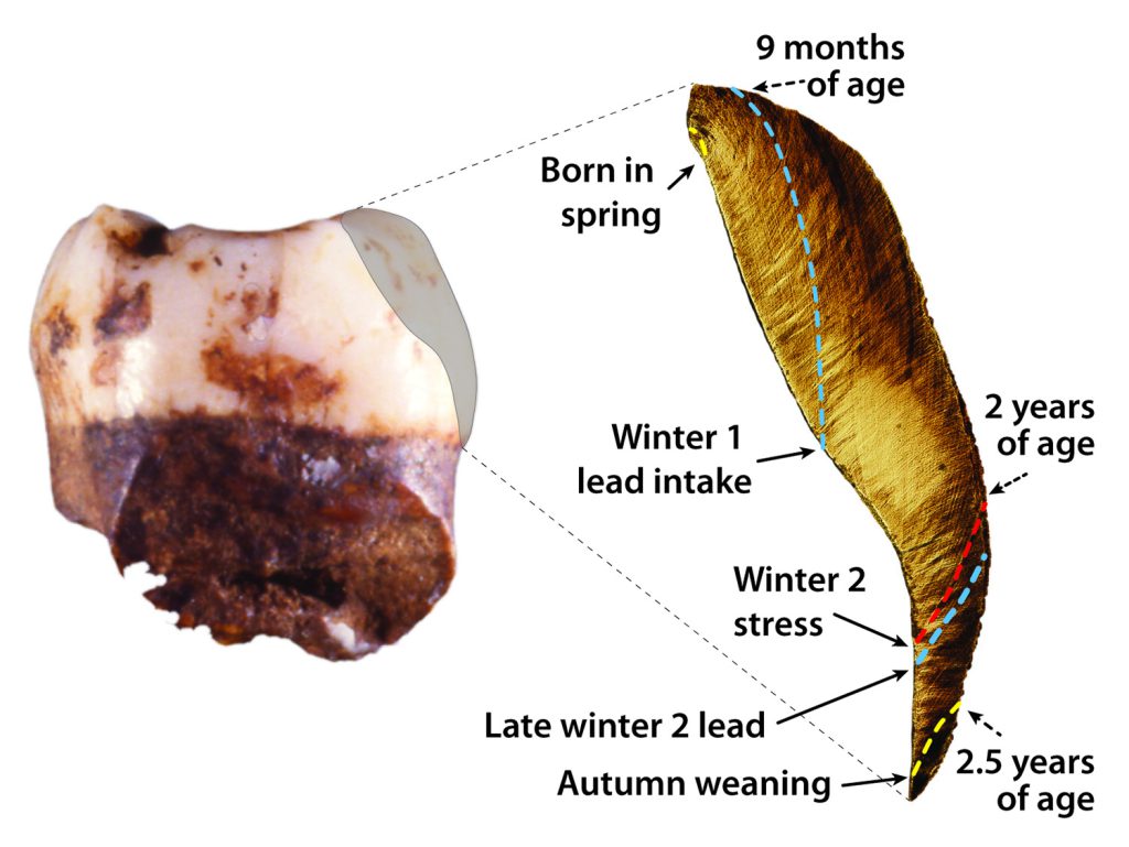 This is a molar tooth from a 250,000-year-old Neanderthal child. Yellow dotted lines indicate the beginning and end of nursing, a red dotted line corresponds to an illness, and blue dotted lines indicate lead exposures.